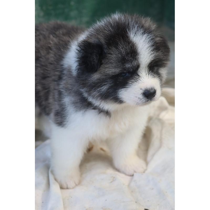 成約済の大分県の秋田犬-415011の2枚目