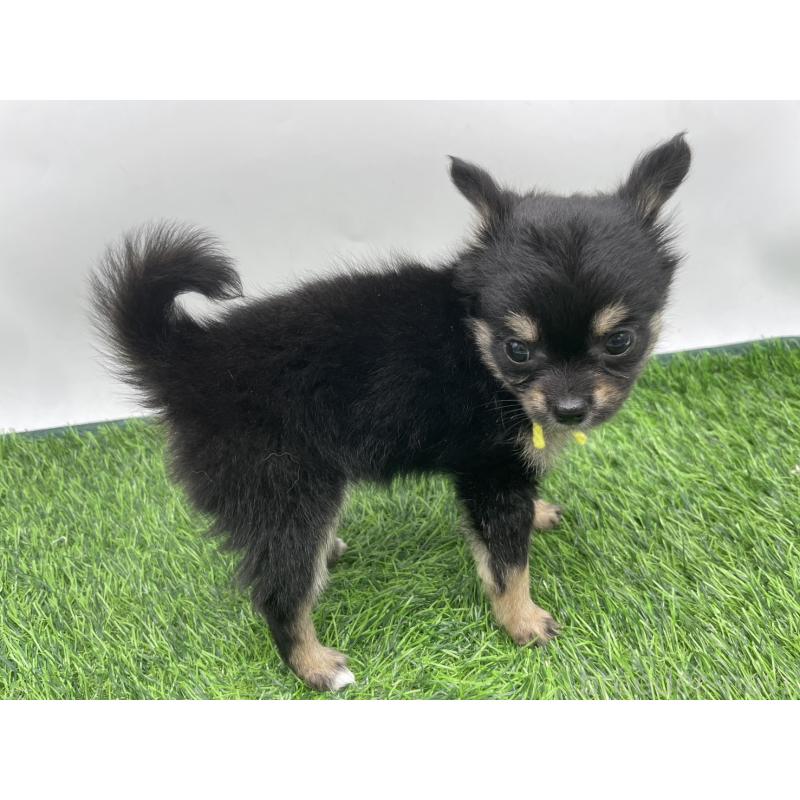 成約済の愛知県のチワワ(ロングコート)-417519の4枚目