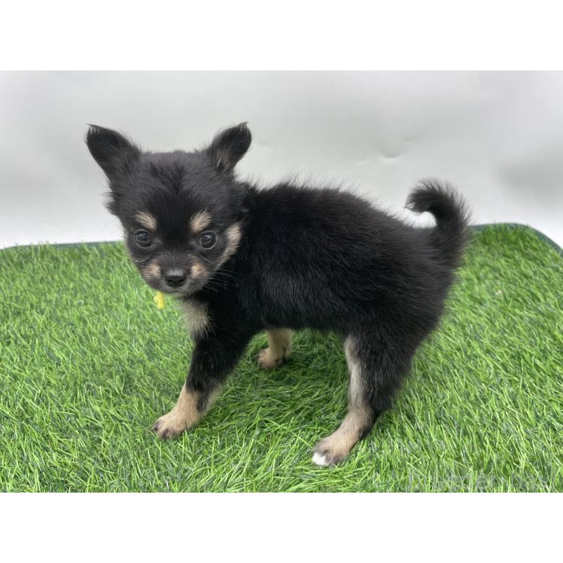 成約済の愛知県のチワワ(ロングコート)-417519の3枚目