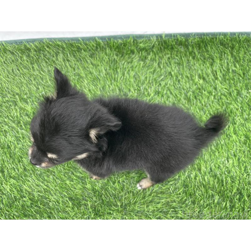 成約済の愛知県のチワワ(ロングコート)-417519の2枚目