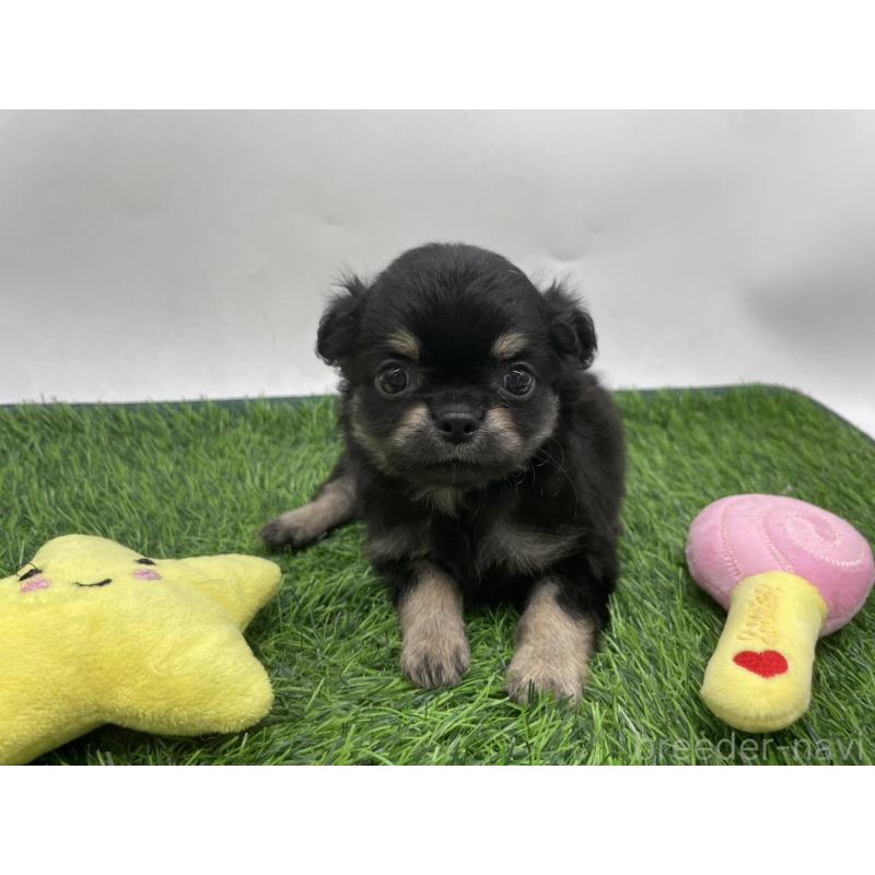 成約済の愛知県のチワワ(ロングコート)-417522の5枚目