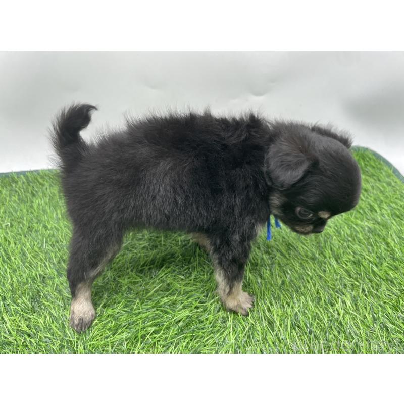 成約済の愛知県のチワワ(ロングコート)-417522の4枚目