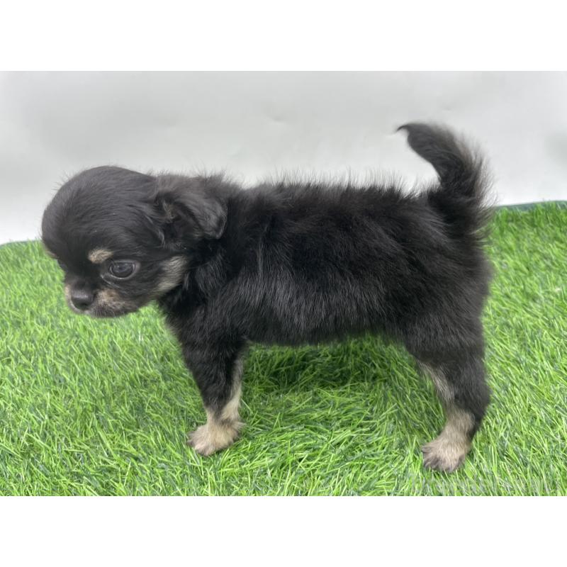 成約済の愛知県のチワワ(ロングコート)-417522の3枚目