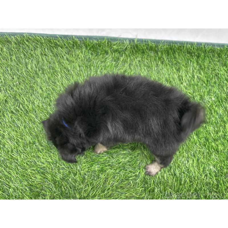 成約済の愛知県のチワワ(ロングコート)-417522の2枚目