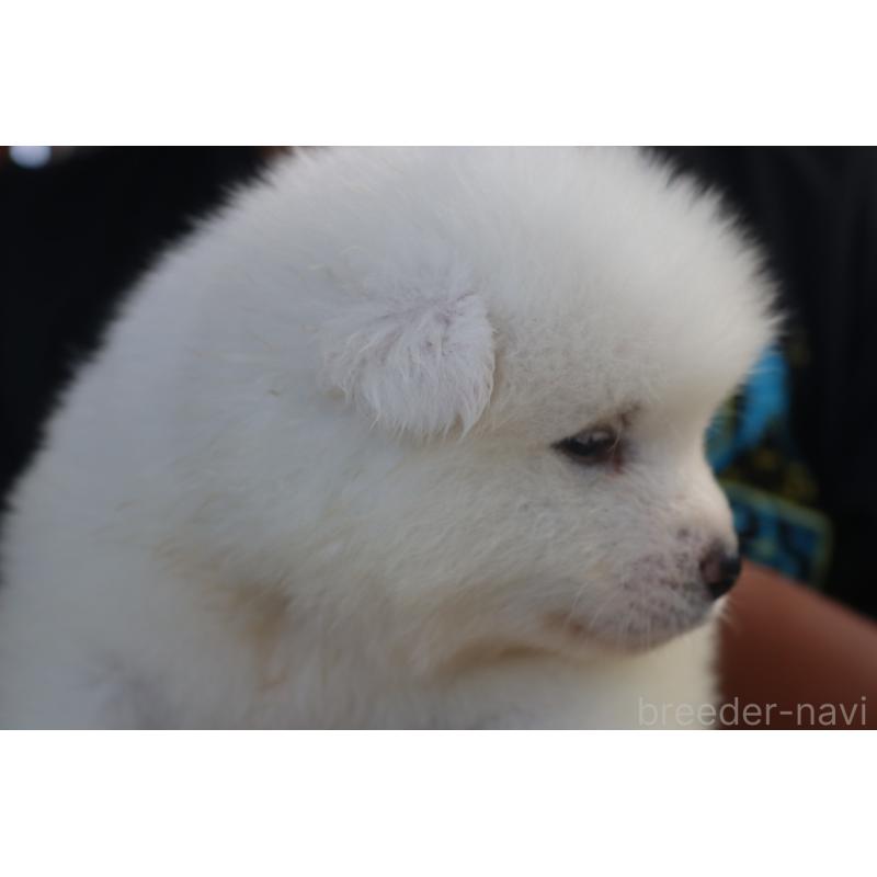 成約済の大分県の秋田犬-415797の2枚目