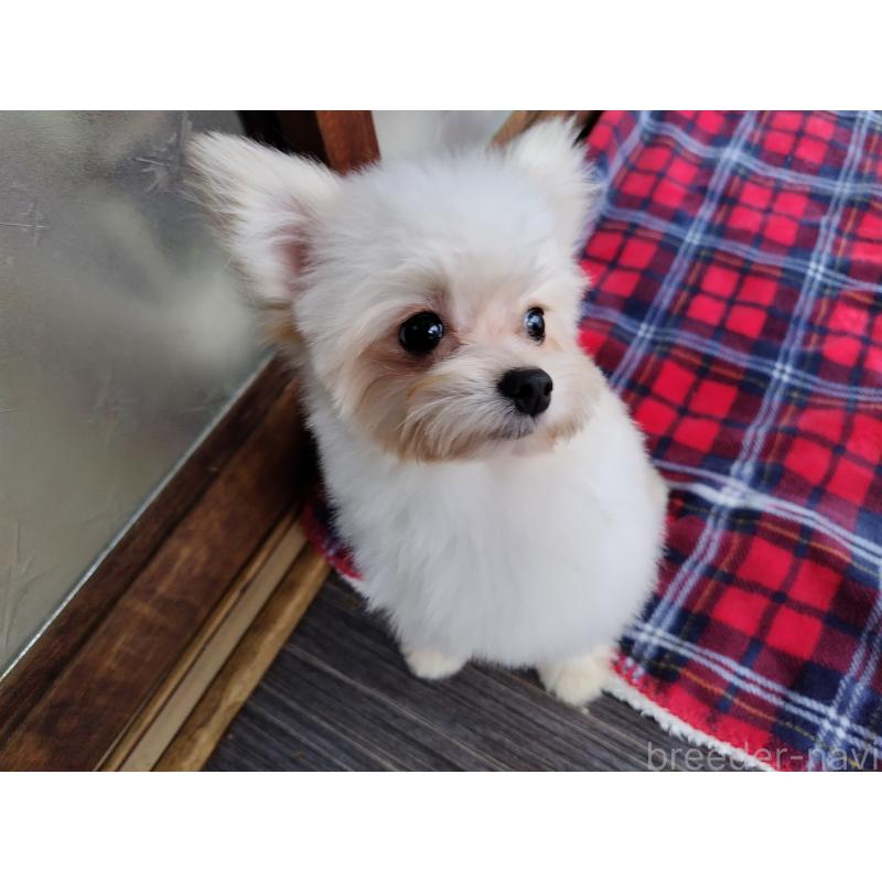 成約済の栃木県のポメプー:ポメラニアン×トイプードル-372117の3枚目