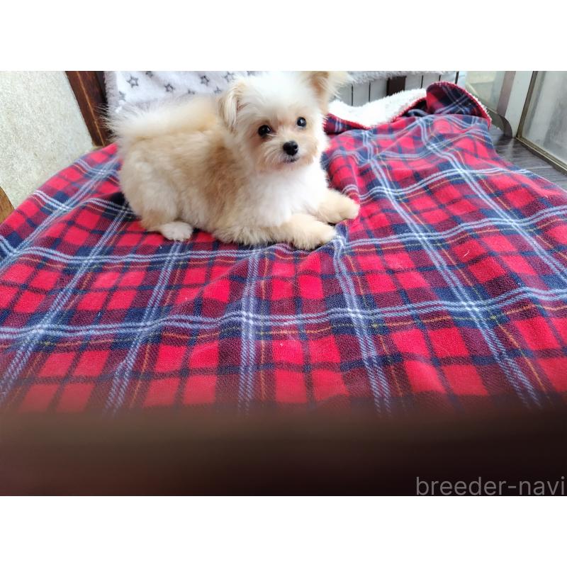 成約済の栃木県のポメプー:ポメラニアン×トイプードル-372117の2枚目