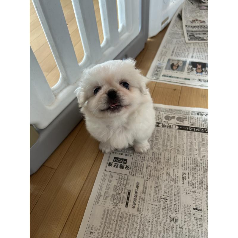 販売中の愛知県のペキニーズ-416614の7枚目