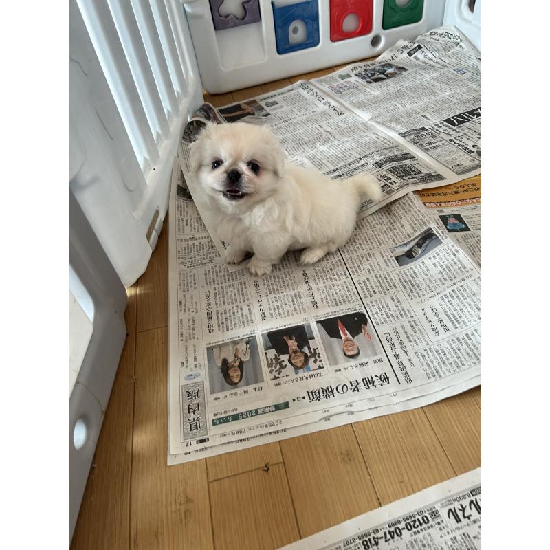 販売中の愛知県のペキニーズ-416614の5枚目