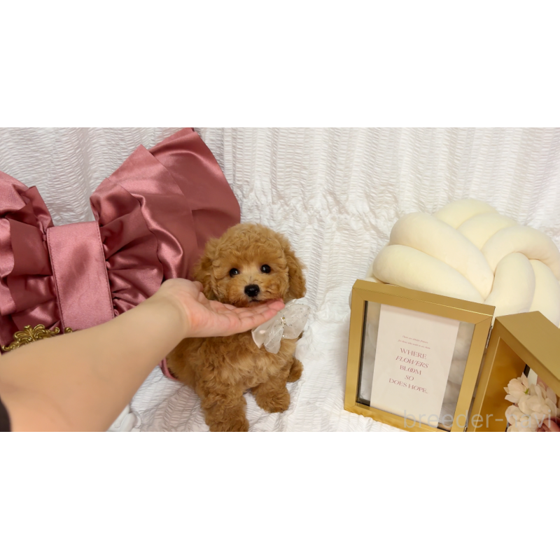 成約済の大阪府のタイニープードル-416699の7枚目