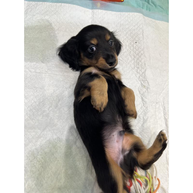 成約済の愛知県のカニンヘンダックスフンド(ロングヘアード)-412482の10枚目