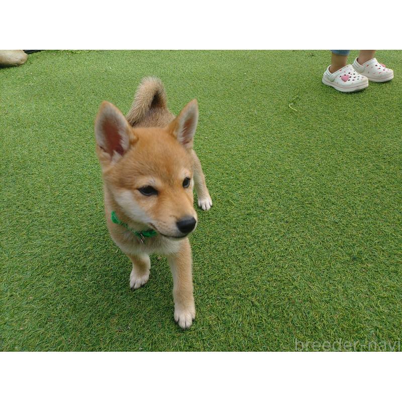 販売中の富山県の豆柴-414633の9枚目