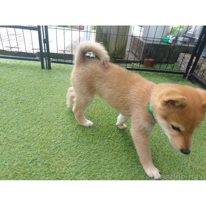 販売中の富山県の豆柴-414633の8枚目