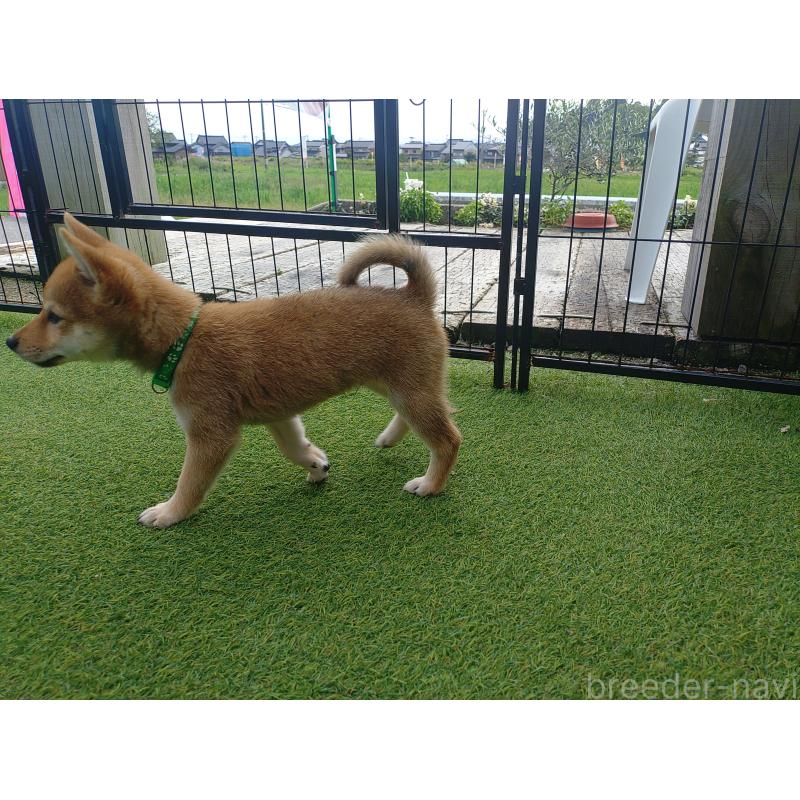 販売中の富山県の豆柴-414633の7枚目