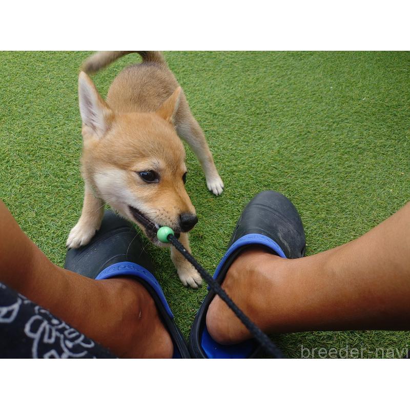 販売中の富山県の豆柴-414633の5枚目