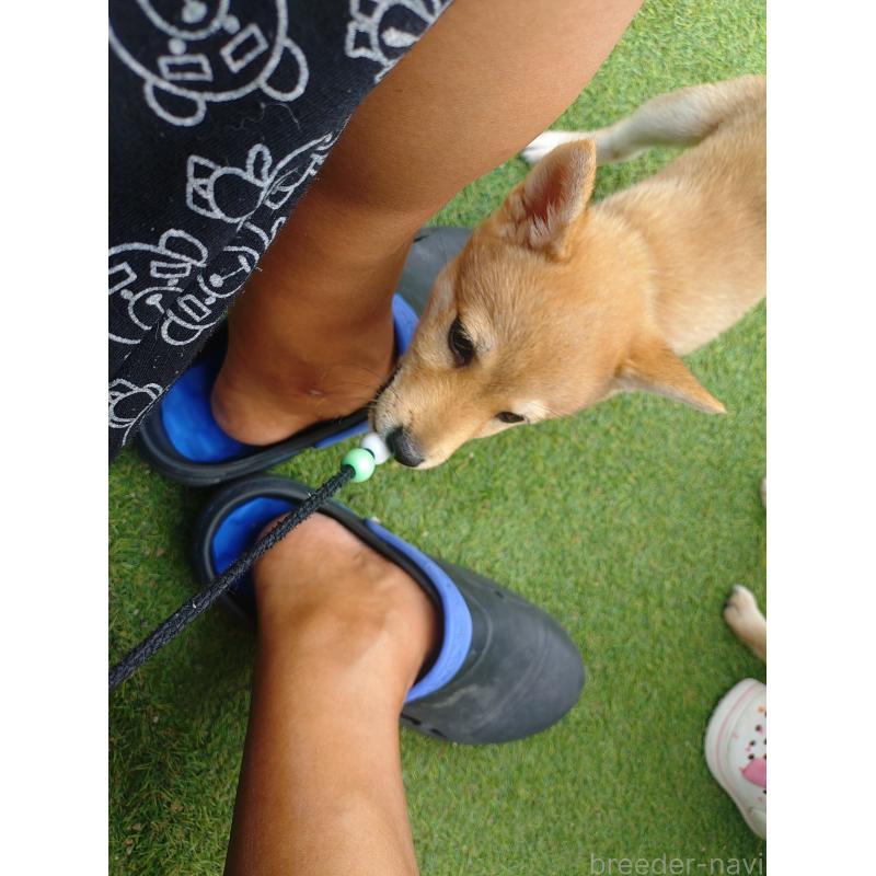 販売中の富山県の豆柴-414633の4枚目