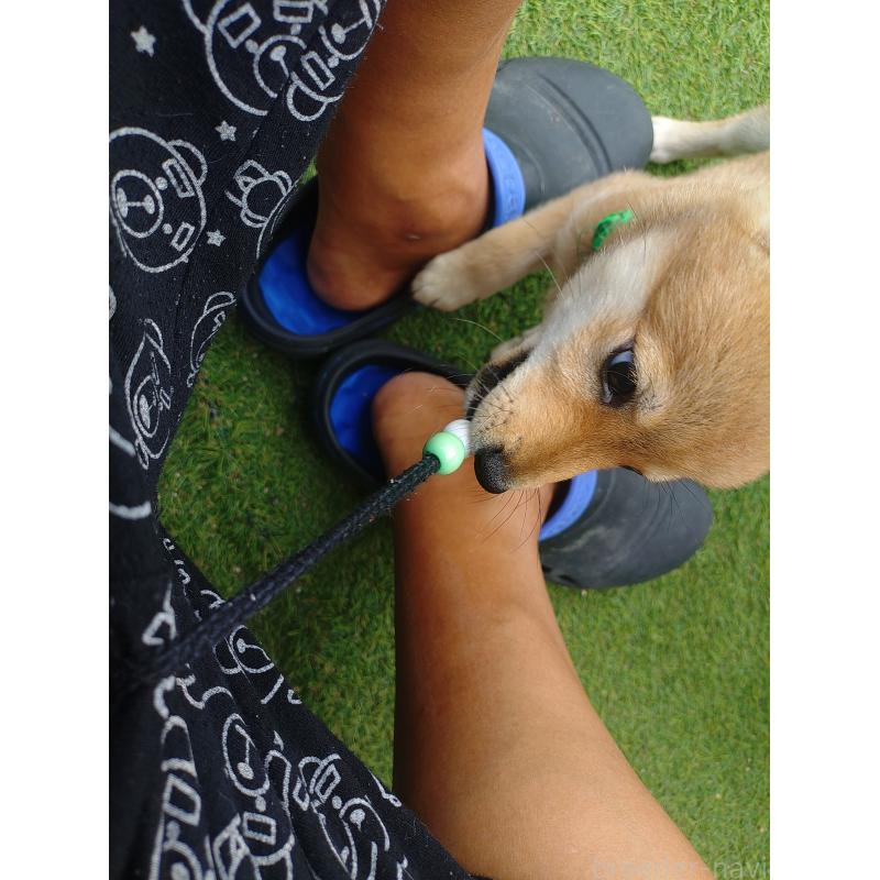 販売中の富山県の豆柴-414633の3枚目