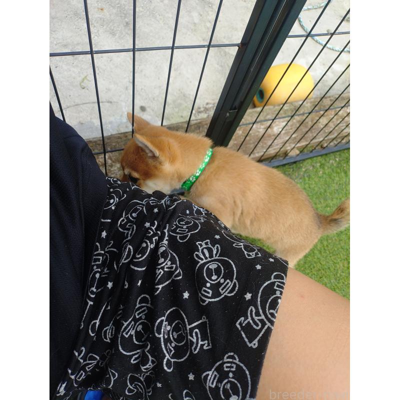 販売中の富山県の豆柴-414633の2枚目