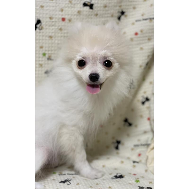 販売中の東京都のポメラニアン-391559の2枚目