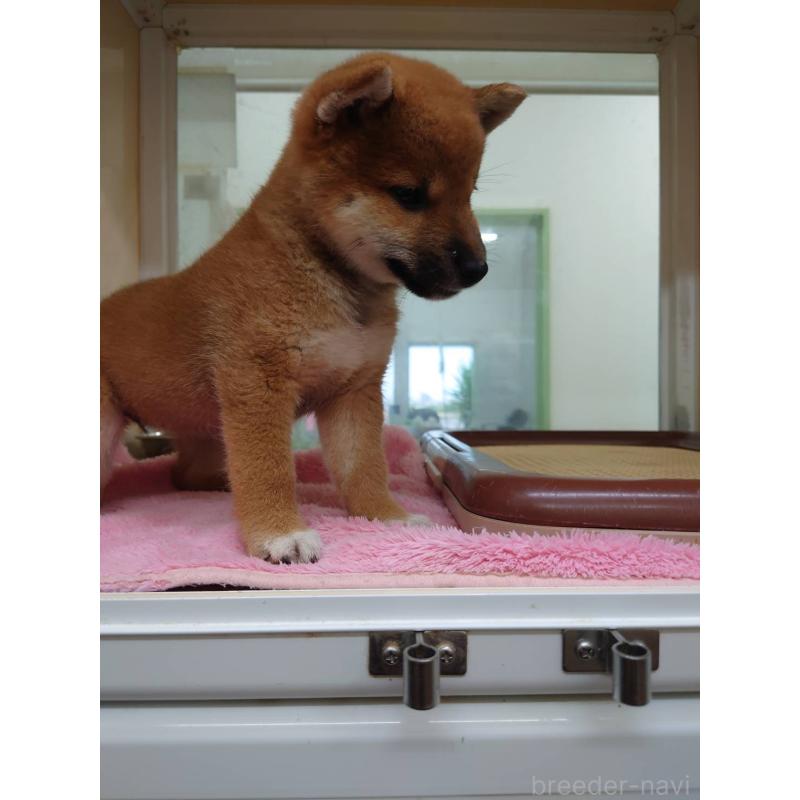 販売中の三重県の柴犬-419597の6枚目