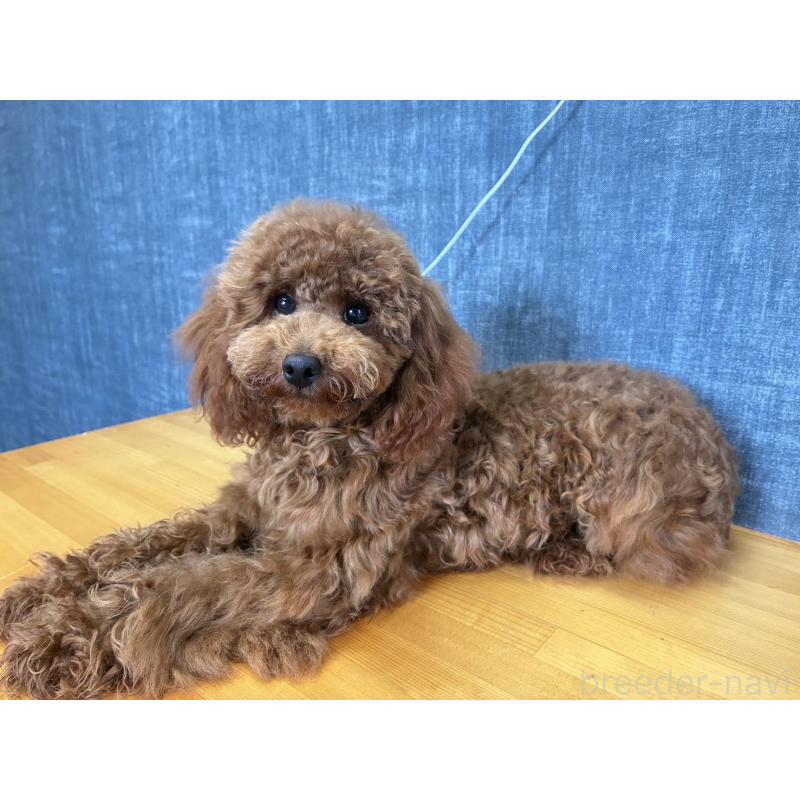 成約済の福岡県のタイニープードル-403559の3枚目