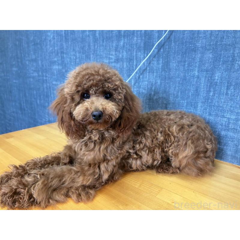 成約済の福岡県のタイニープードル-403559の2枚目