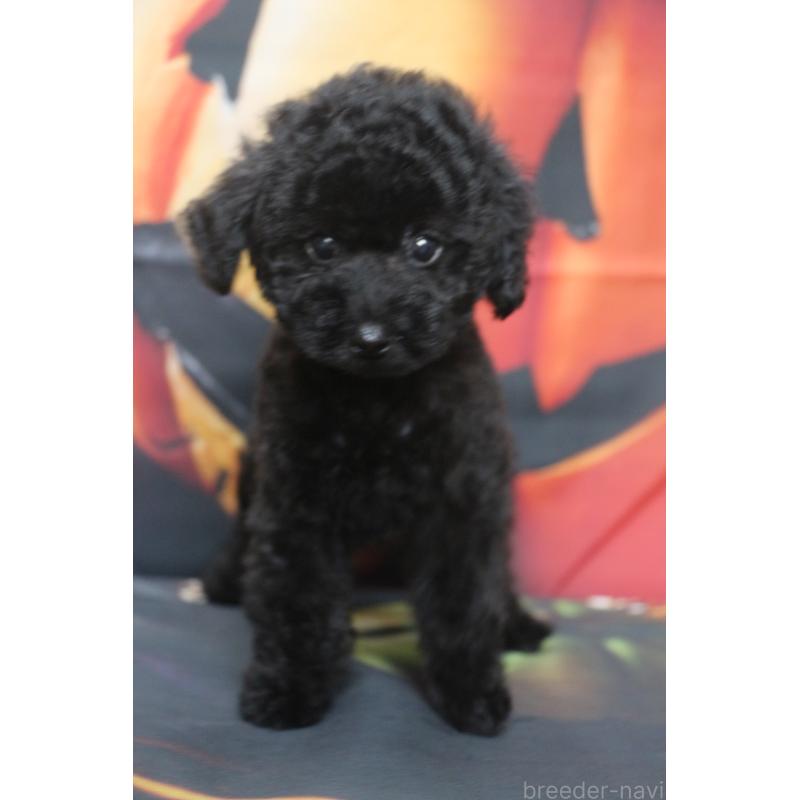 販売中の千葉県のトイプードル-414249の5枚目