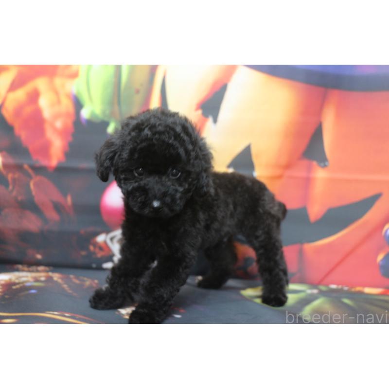 販売中の千葉県のトイプードル-414249の4枚目