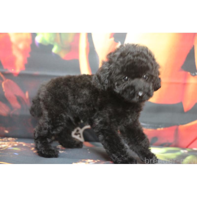 販売中の千葉県のトイプードル-414249の3枚目