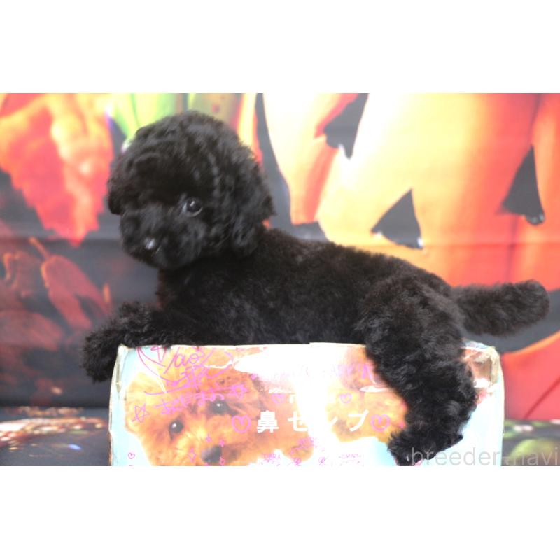 販売中の千葉県のトイプードル-414249の2枚目