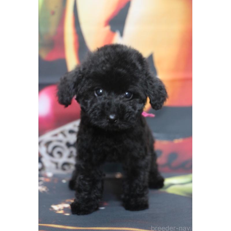 商談中の千葉県のトイプードル-414251の5枚目