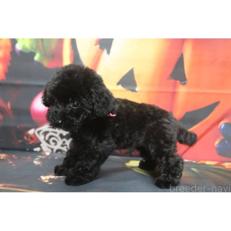 商談中の千葉県のトイプードル-414251の4枚目