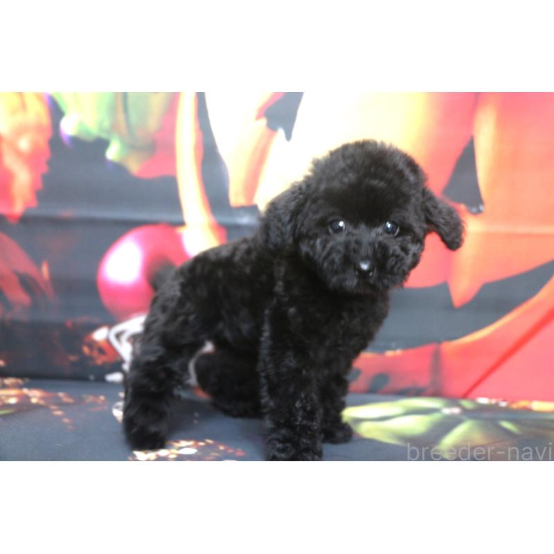 商談中の千葉県のトイプードル-414251の3枚目