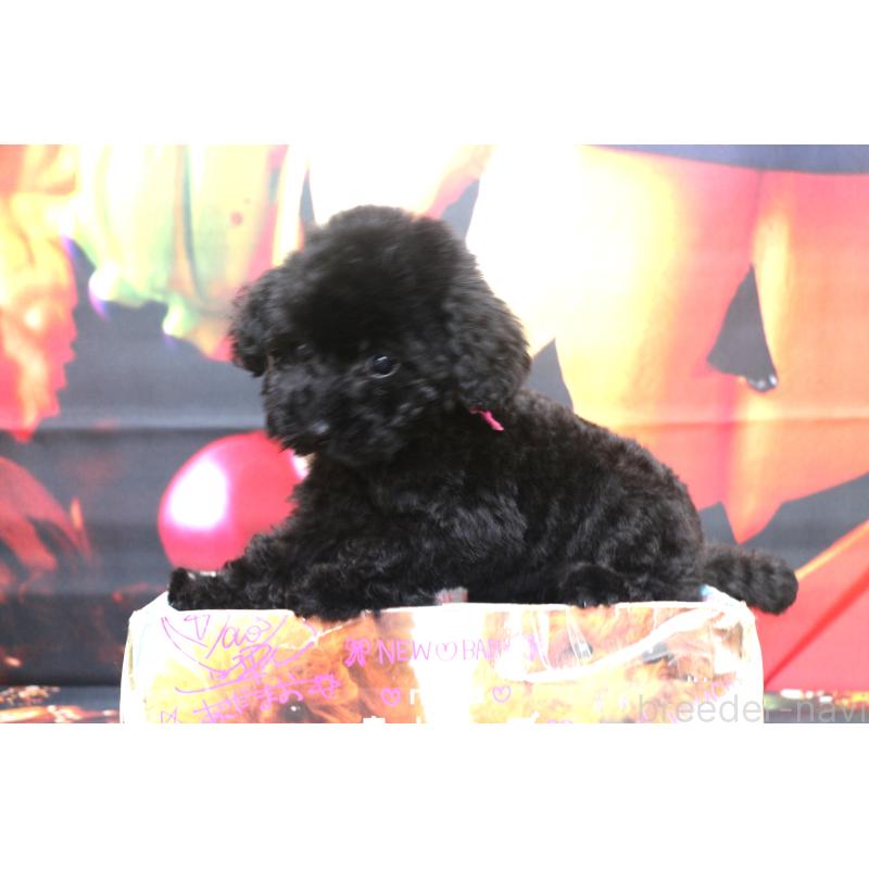 商談中の千葉県のトイプードル-414251の2枚目