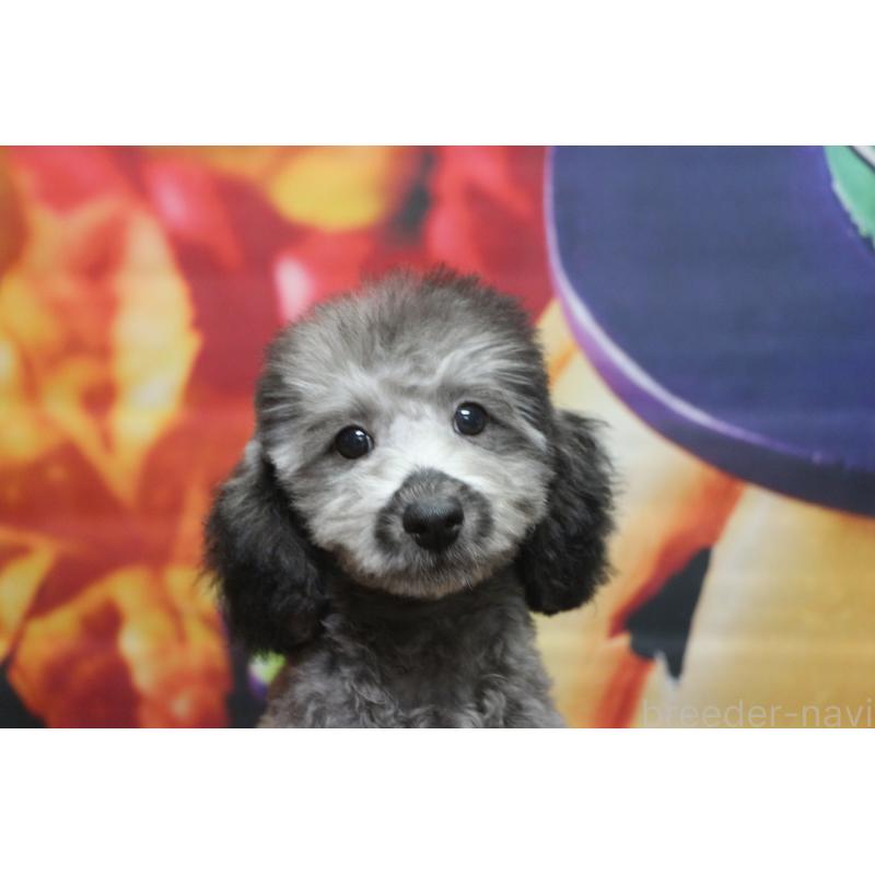 販売中の千葉県のトイプードル-414544の5枚目