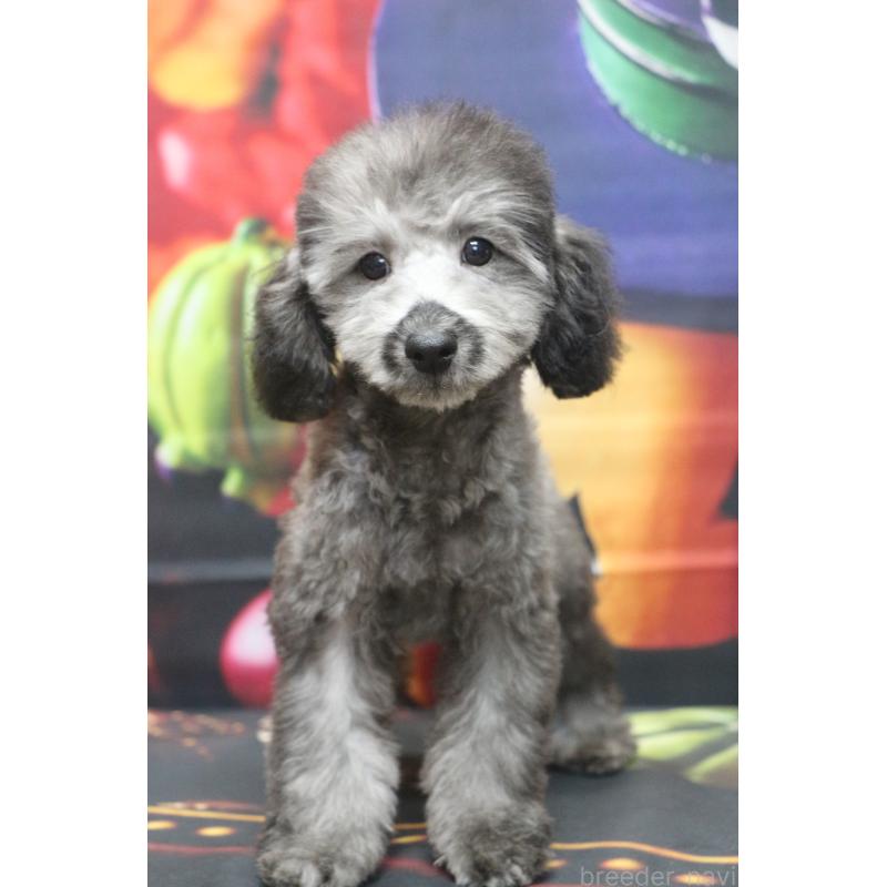 販売中の千葉県のトイプードル-414544の4枚目