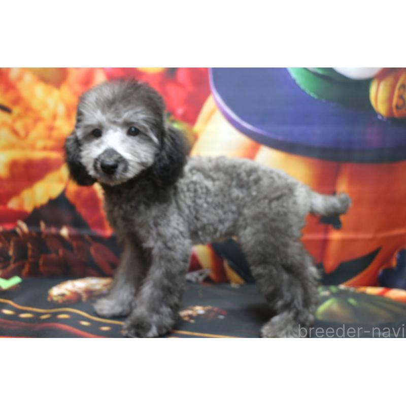 販売中の千葉県のトイプードル-414544の3枚目