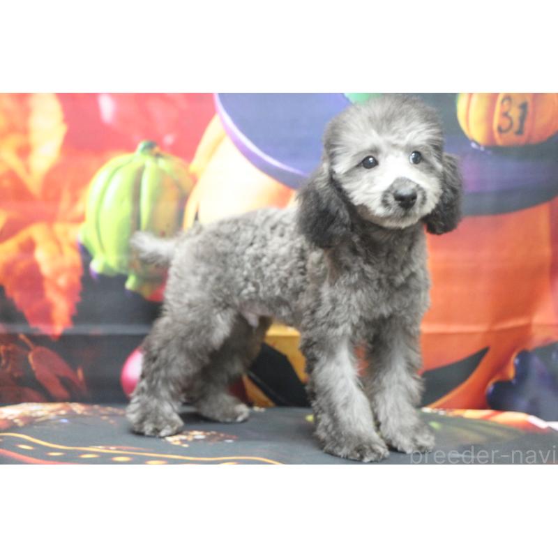 販売中の千葉県のトイプードル-414544の2枚目