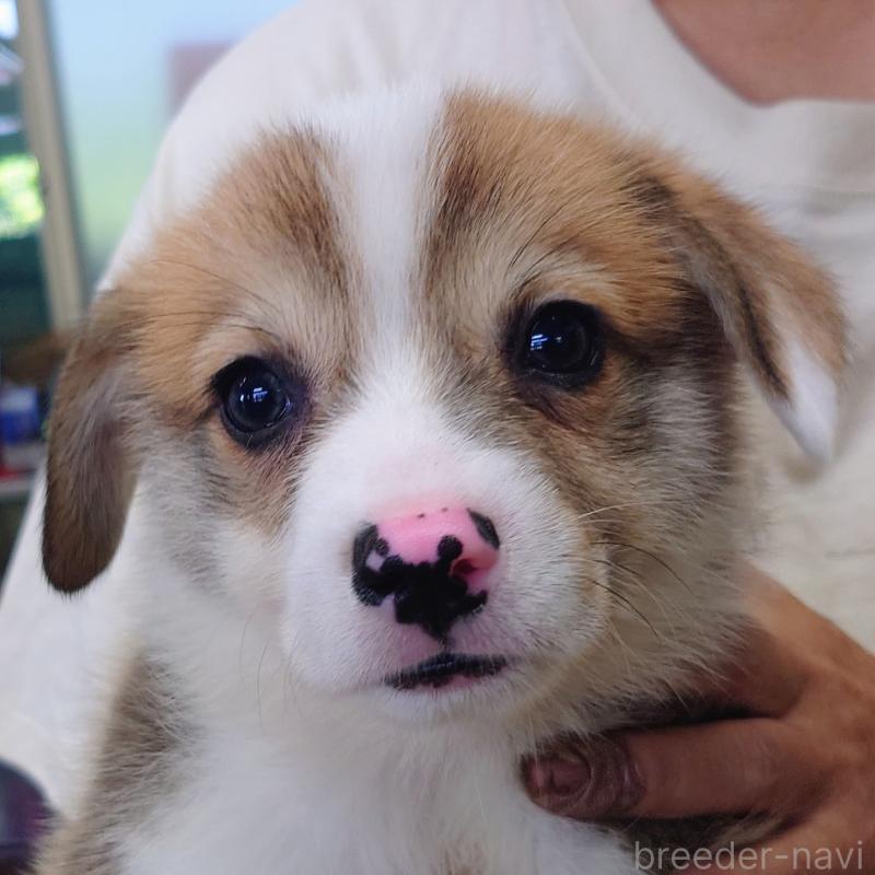 成約済の山口県のウェルシュコーギーペンブローク-413898の1枚目