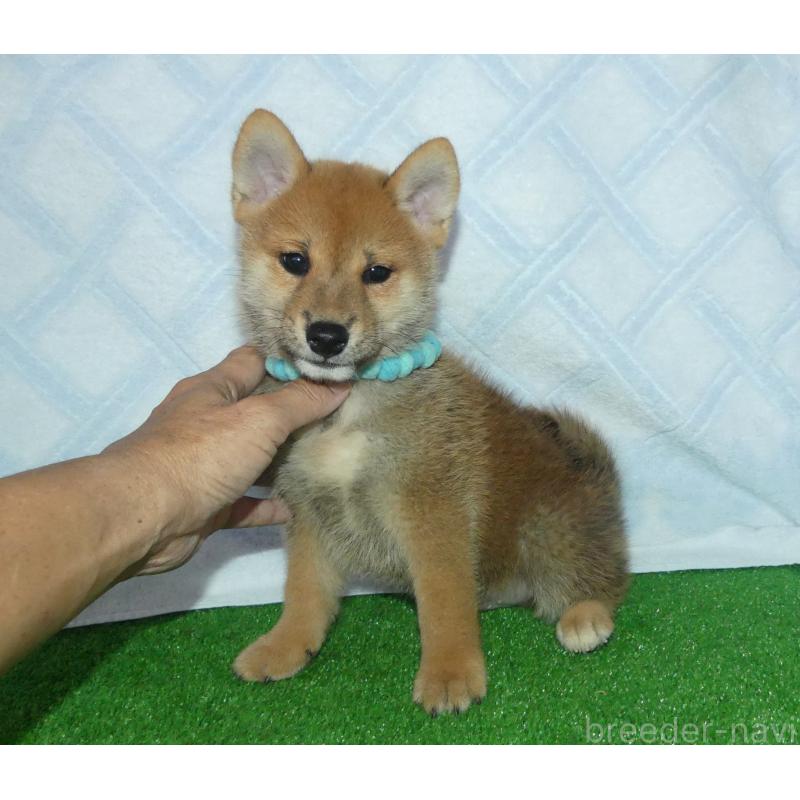 販売中の静岡県の柴犬-419617の6枚目