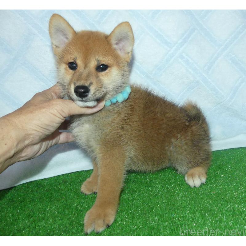 販売中の静岡県の柴犬-419617の5枚目