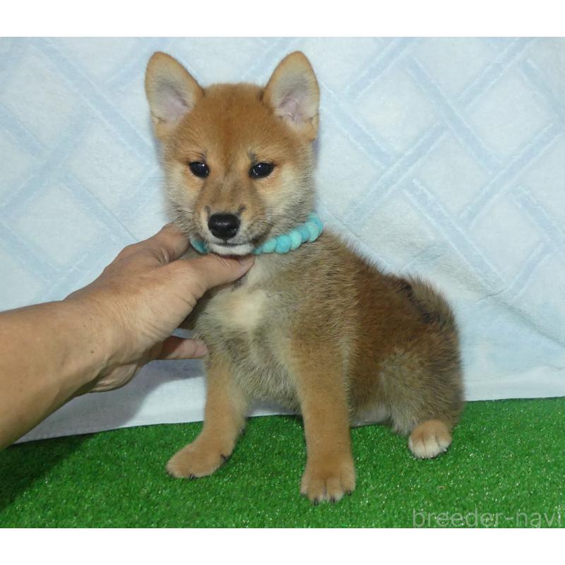 販売中の静岡県の柴犬-419617の4枚目