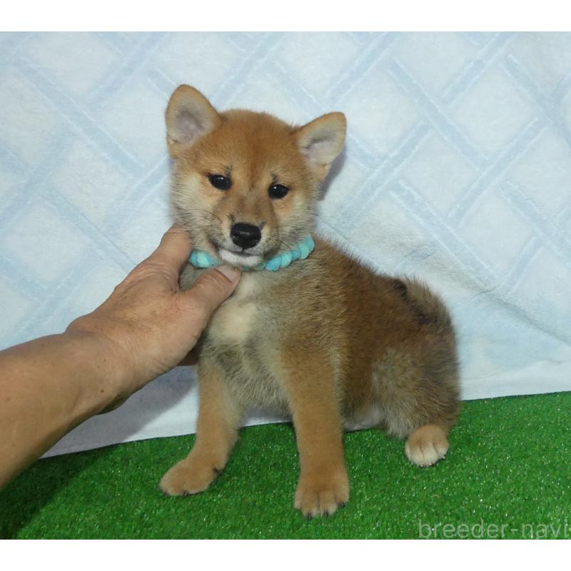 販売中の静岡県の柴犬-419617の3枚目