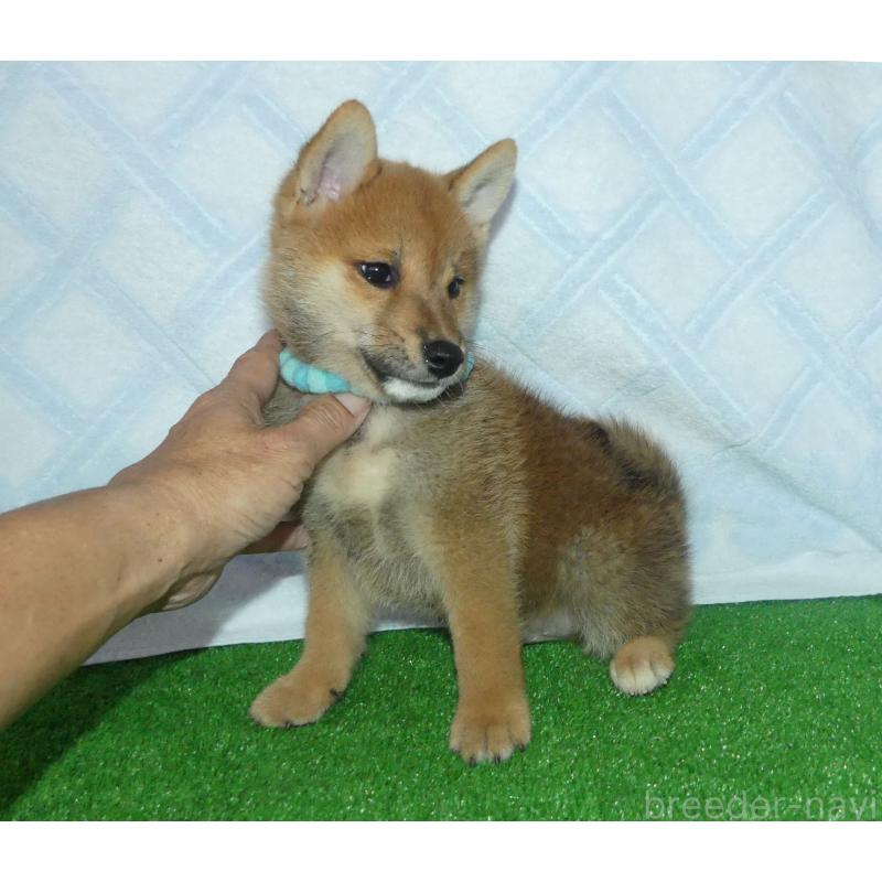 販売中の静岡県の柴犬-419617の2枚目