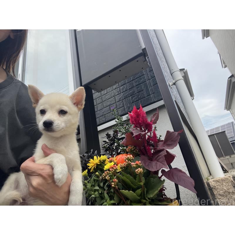 販売中の埼玉県のミックス犬-418401の5枚目