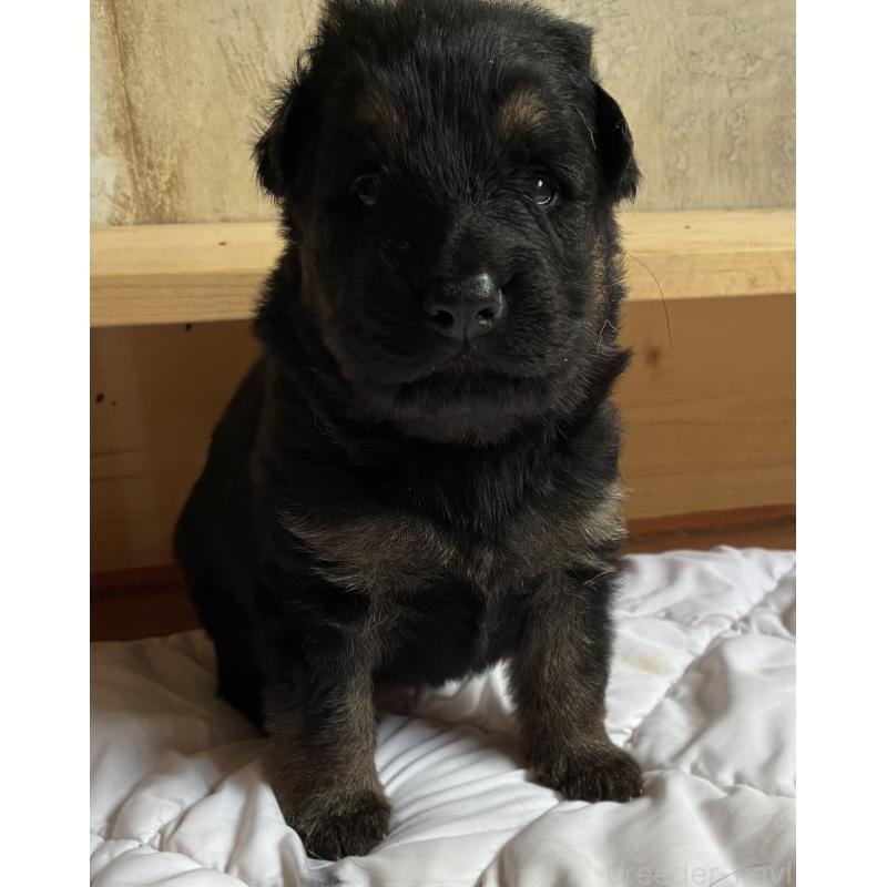 商談中の北海道のジャーマンシェパードドッグ-415986の3枚目