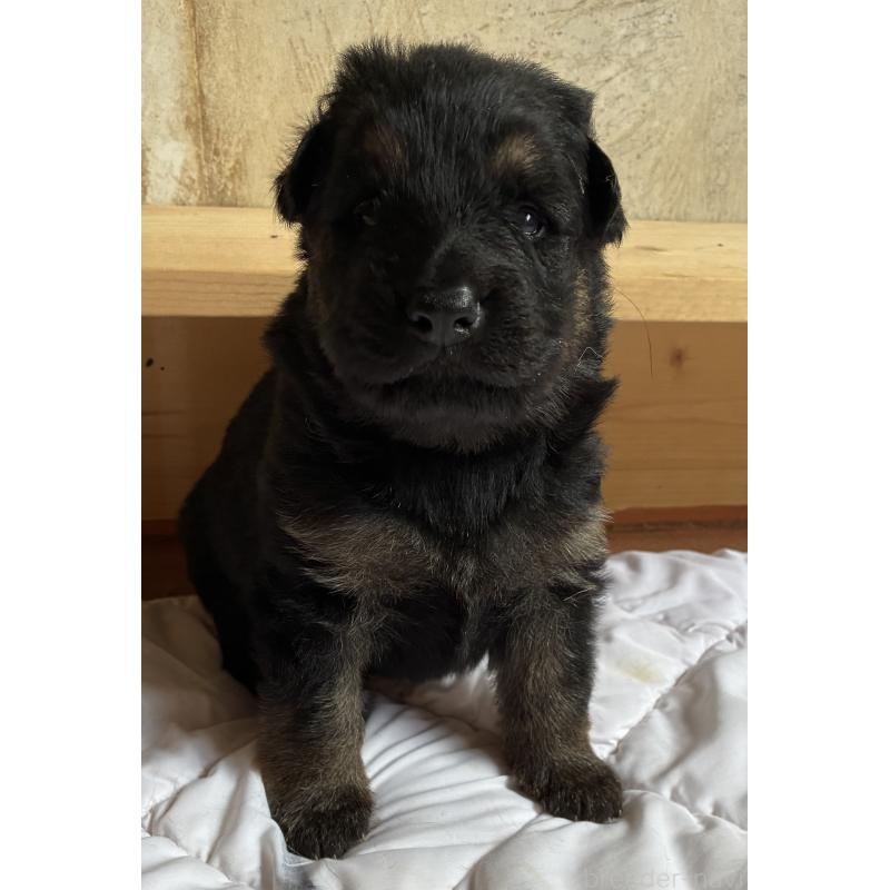 商談中の北海道のジャーマンシェパードドッグ-415986の2枚目