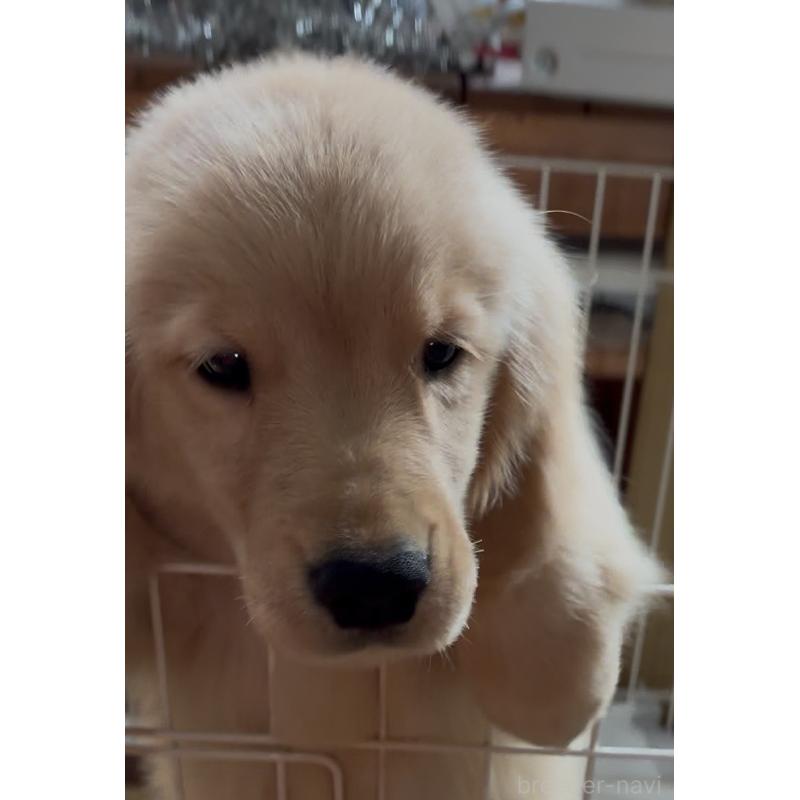 販売中の北海道のゴールデンレトリーバー-415753の5枚目