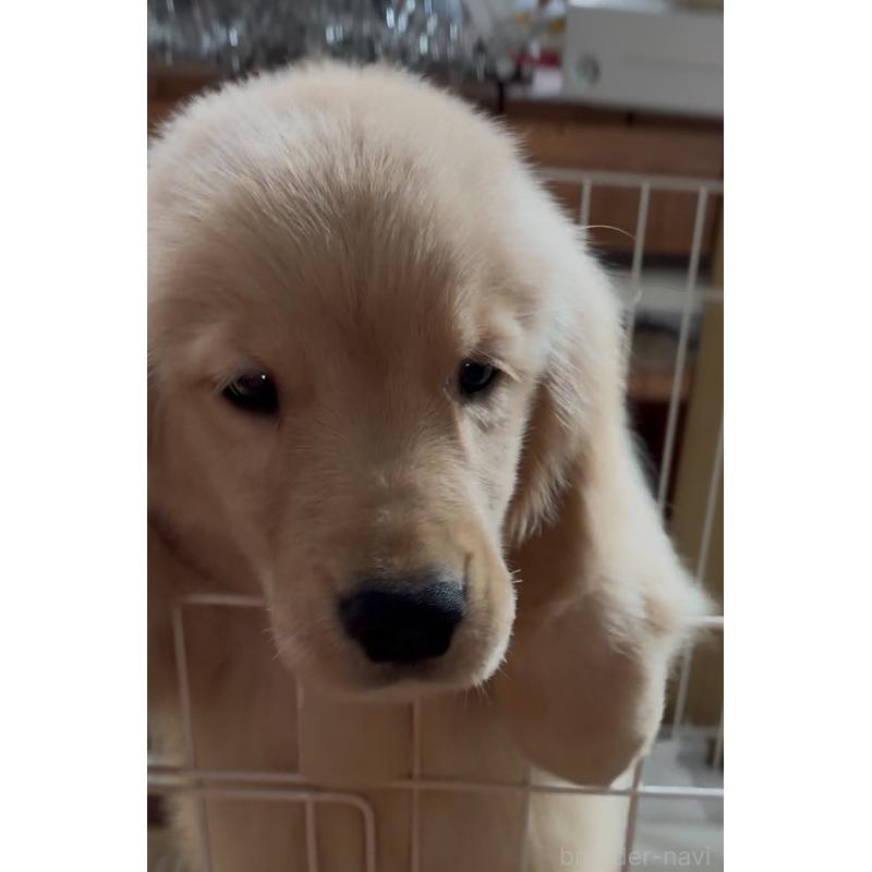 販売中の北海道のゴールデンレトリーバー-415753の4枚目