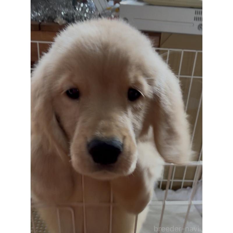 販売中の北海道のゴールデンレトリーバー-415753の3枚目